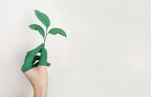 Person's Left Hand Holding Green Leaf Plant. comment-combler-le-deficit-de-financement-dans-la-transition-energetique-tribune